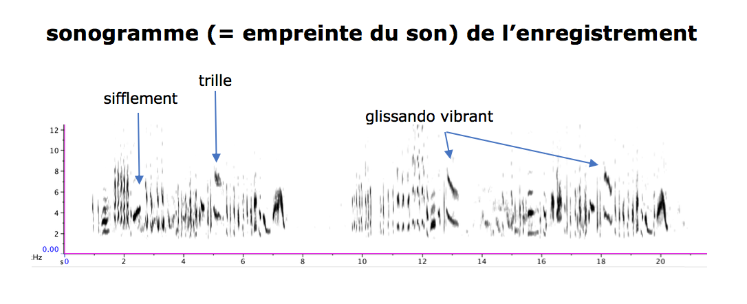 https://cdnfiles1.biolovision.net/www.gobg.ch/userfiles/AB/Sonagramme.png