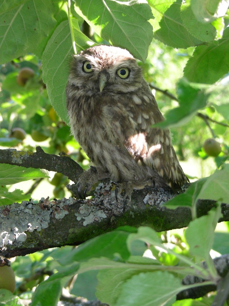 https://cdnfiles1.biolovision.net/www.gobg.ch/userfiles/Chevche/Cheveche2.jpg