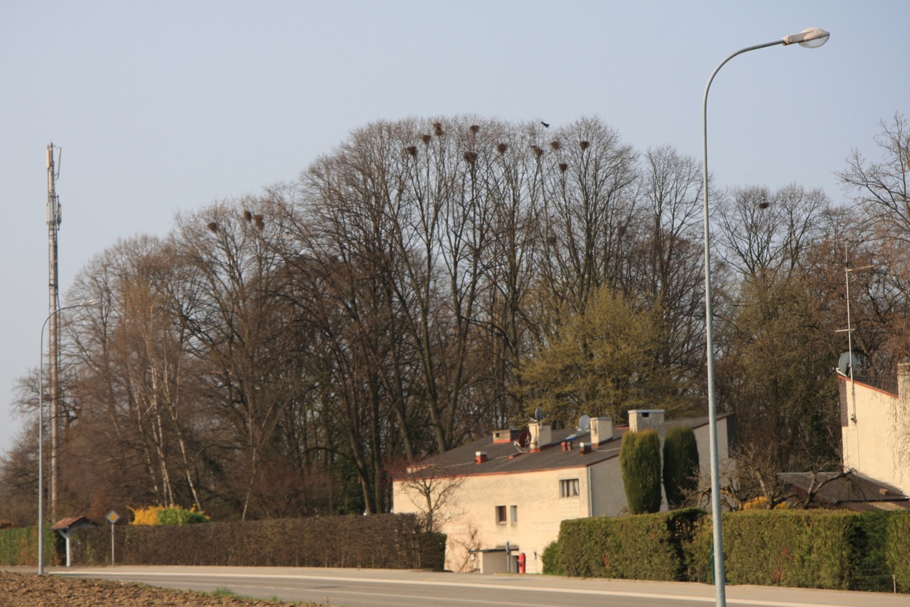 https://cdnfiles1.biolovision.net/www.gobg.ch/userfiles/Corbeaufreux/CollongeBellerive5.04.09001.jpeg
