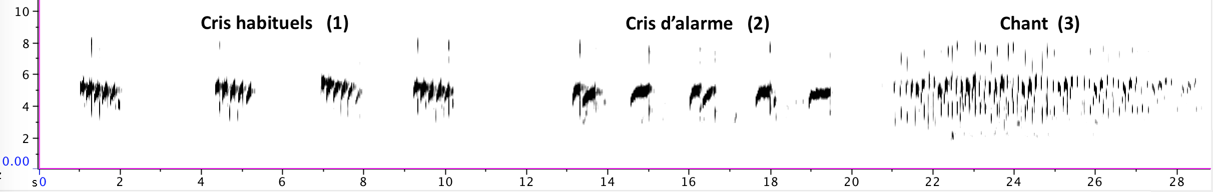 https://cdnfiles1.biolovision.net/www.gobg.ch/userfiles/Descriptioncrisetchant.png