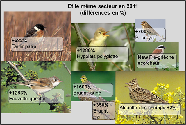 Passereaux Laconnex en 2011