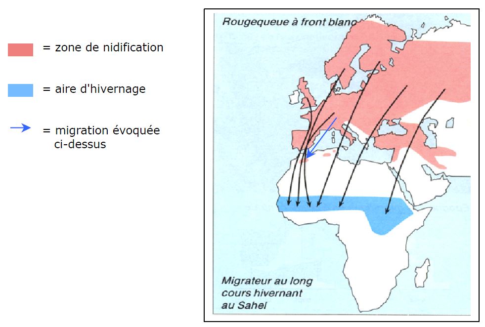 Voies migratoires du rougequeue à front blanc