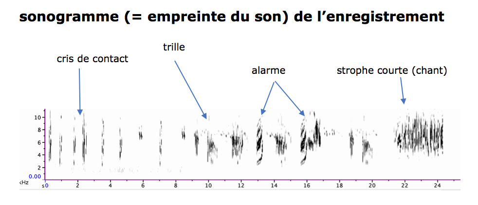 https://cdnfiles1.biolovision.net/www.gobg.ch/userfiles/Sonagramme_3.png
