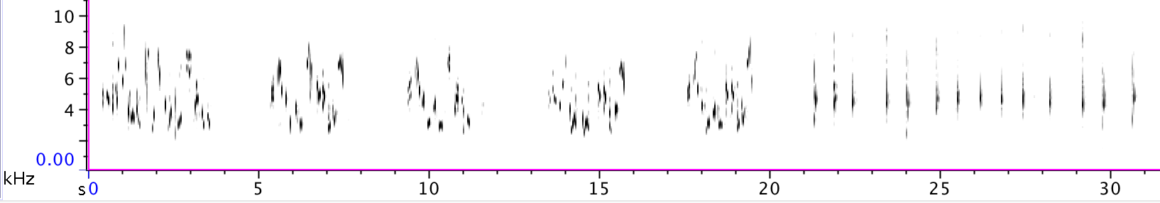 https://cdnfiles1.biolovision.net/www.gobg.ch/userfiles/Sonogramme.png