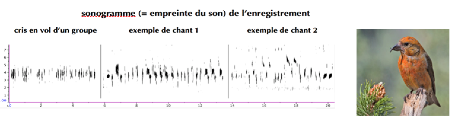 https://cdnfiles1.biolovision.net/www.gobg.ch/userfiles/sonagramme.png
