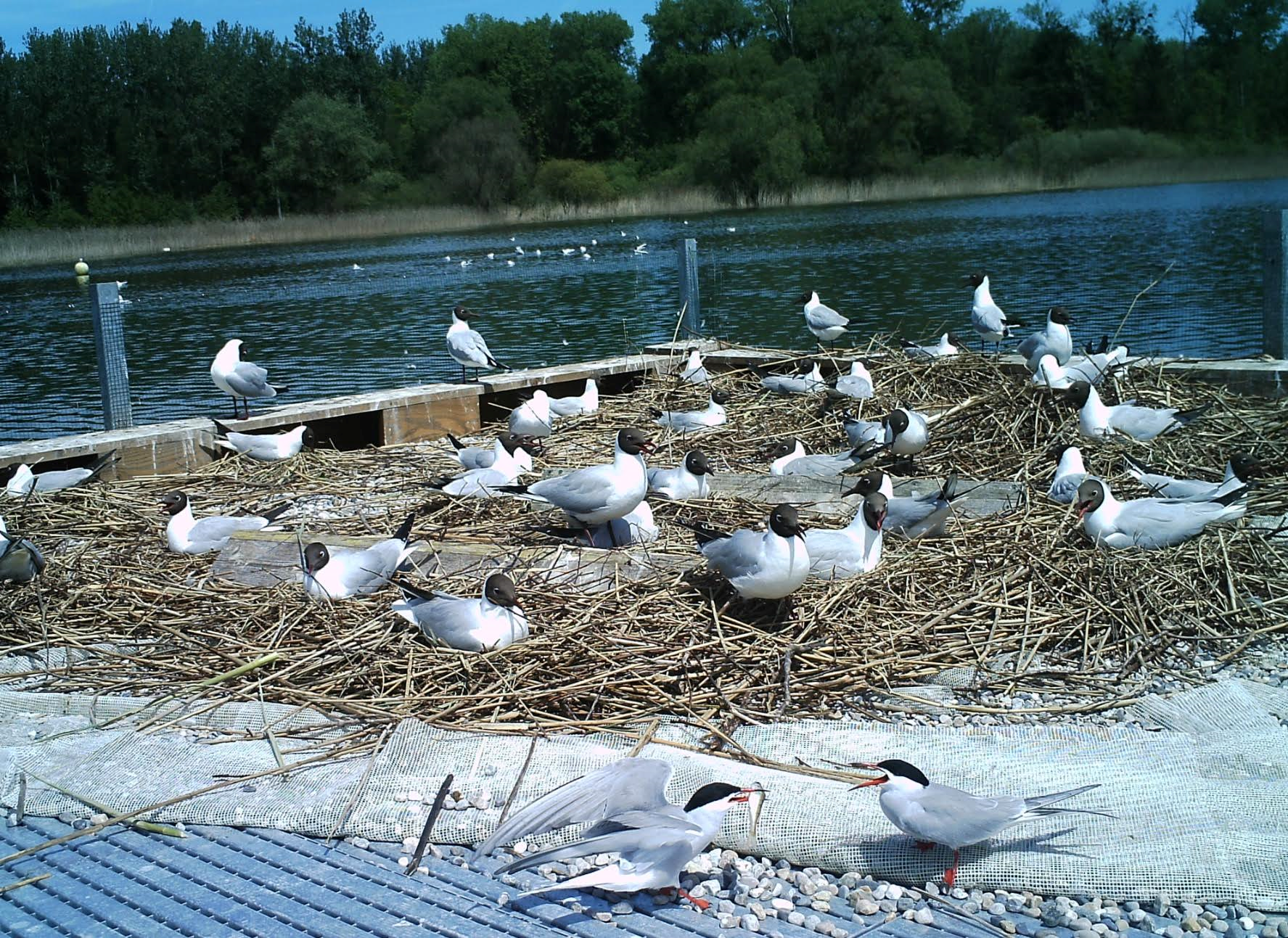 https://cdnfiles1.biolovision.net/www.lecof.ch/userfiles/sterne/plateforme.png
