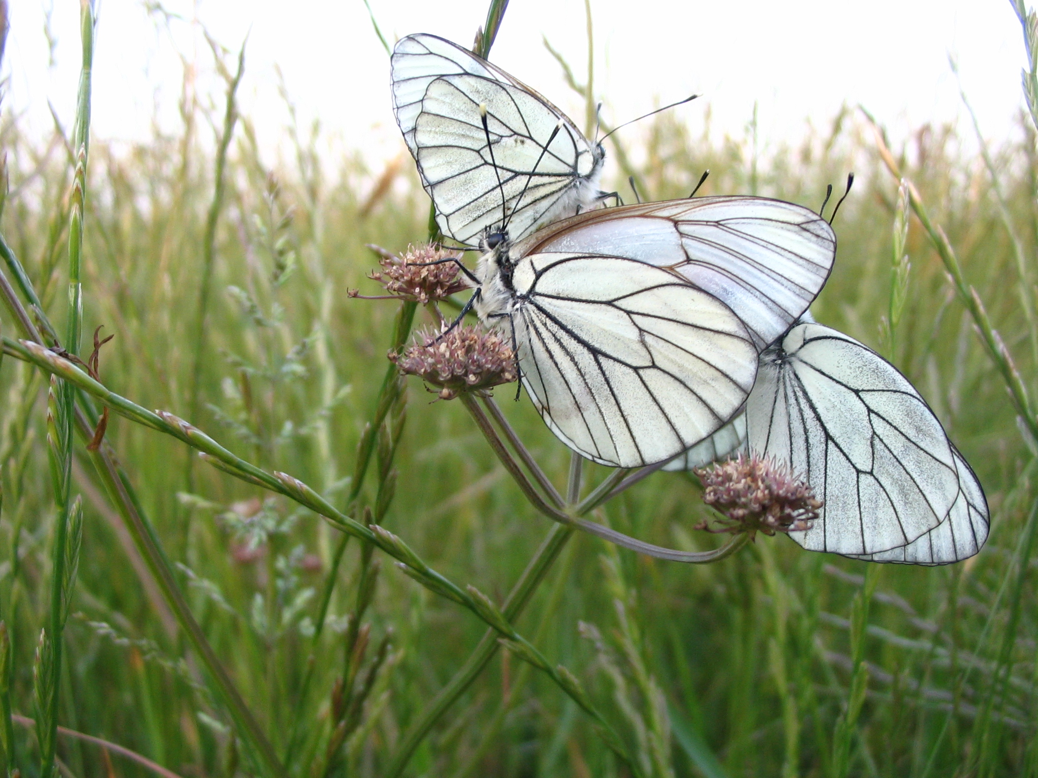 https://cdnfiles1.biolovision.net/www.nature79.org/userfiles/270505gaz8.jpg