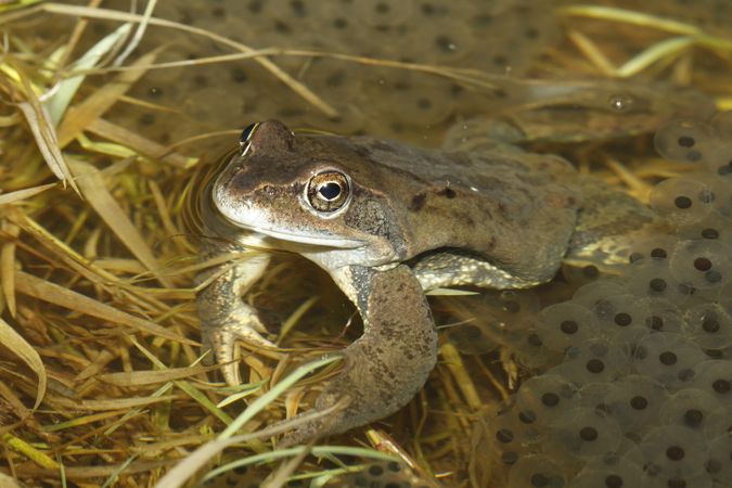 https://cdnfiles1.biolovision.net/www.nature79.org/userfiles/AMPHIREPT/GrenouillerousseFONTENILLE28.12.2012F.Dorcomp016.jpg