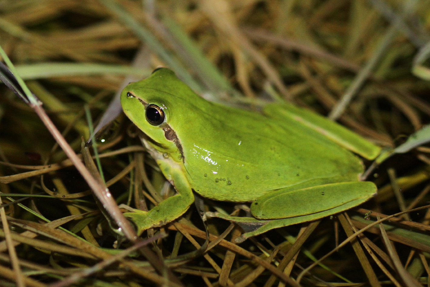 https://cdnfiles1.biolovision.net/www.nature79.org/userfiles/AMPHIREPT/Rainettemridionale-MaraisdelaPerrocheOlron-25.03.2010-F.Dor.jpg