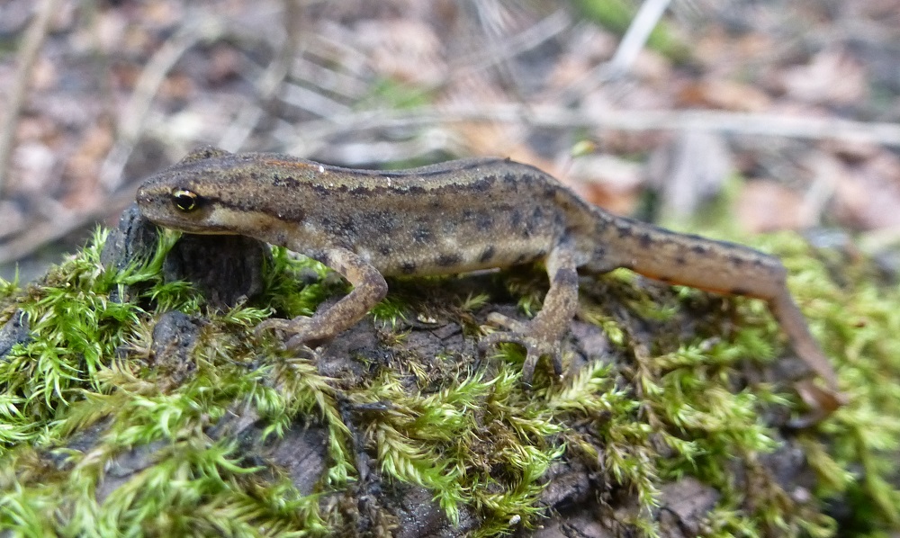 https://cdnfiles1.biolovision.net/www.nature79.org/userfiles/AMPHIREPT/TritonPonctueBeaurepaire241014BMemeLafond.jpg