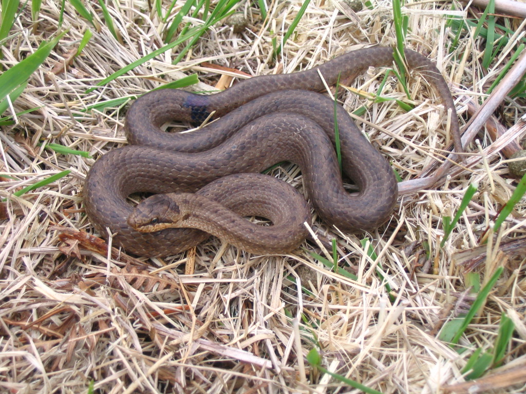 https://cdnfiles1.biolovision.net/www.nature79.org/userfiles/AMPHIREPT/coronellelisselessay20506julieHolthof.jpg