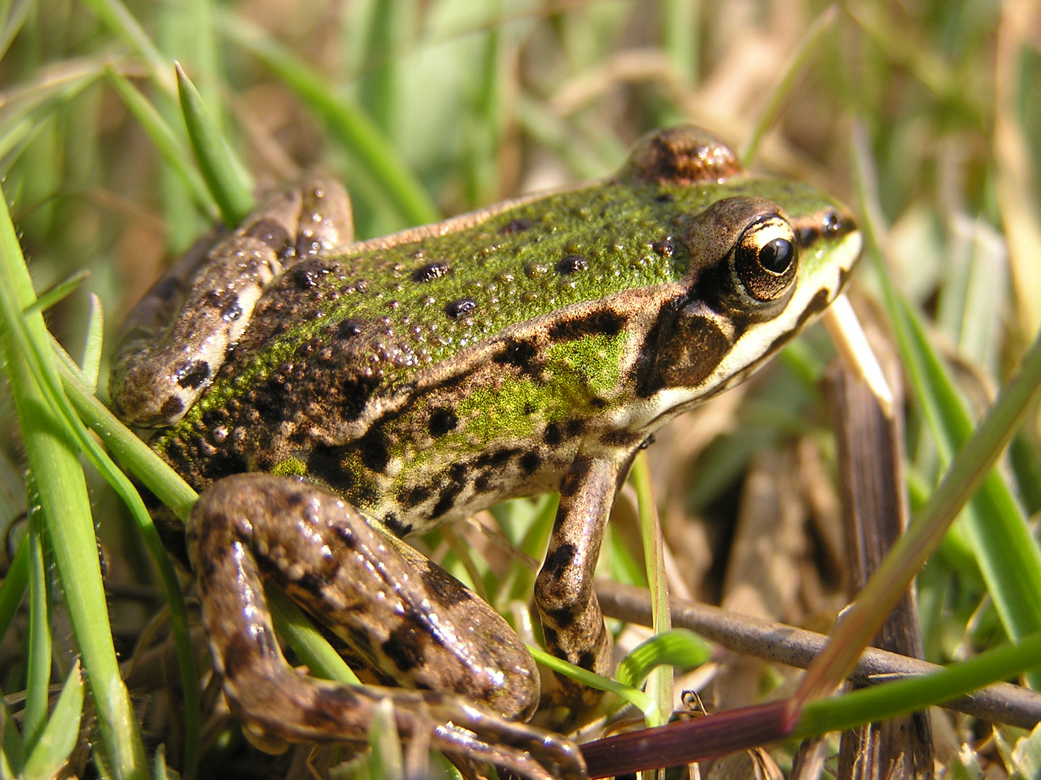 https://cdnfiles1.biolovision.net/www.nature79.org/userfiles/AMPHIREPT/grenouilleverteGuillaumeKoch.jpg