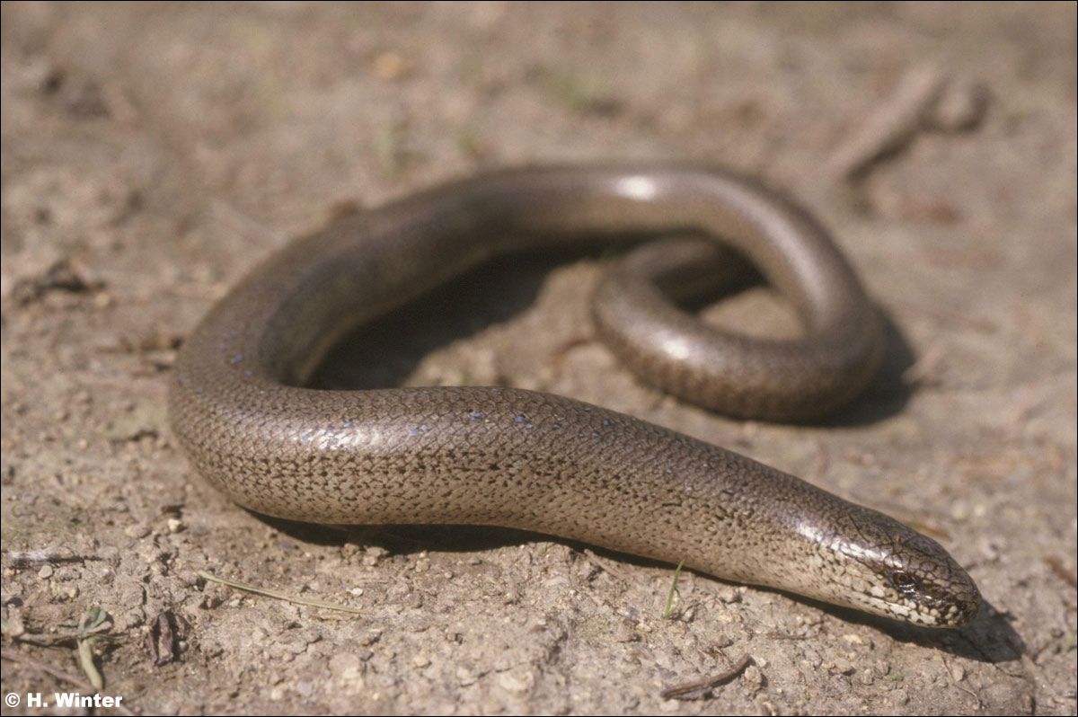 https://cdnfiles1.biolovision.net/www.nature79.org/userfiles/AMPHIREPT/orvetinternet.jpg