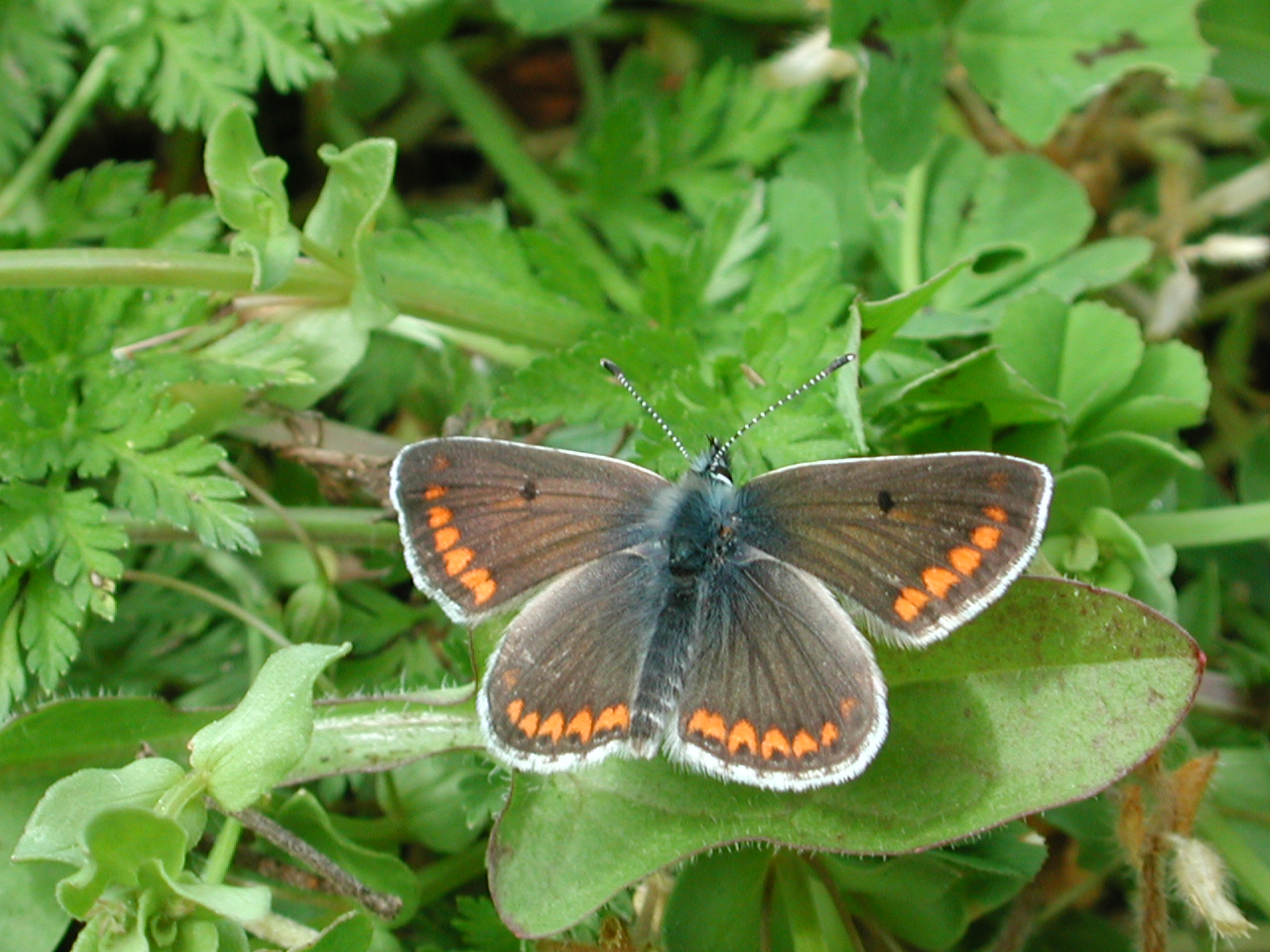 https://cdnfiles1.biolovision.net/www.nature79.org/userfiles/COINnaturaliste/colliercorail.JPG