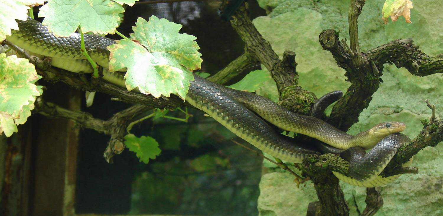 https://cdnfiles1.biolovision.net/www.nature79.org/userfiles/COINnaturaliste/herpeto/couleuvreesculapemontign150708rouiller.jpg
