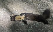 https://cdnfiles1.biolovision.net/www.nature79.org/userfiles/DOCPOURLESNEWS/Mammiferes/Martre-collision-FC.jpg