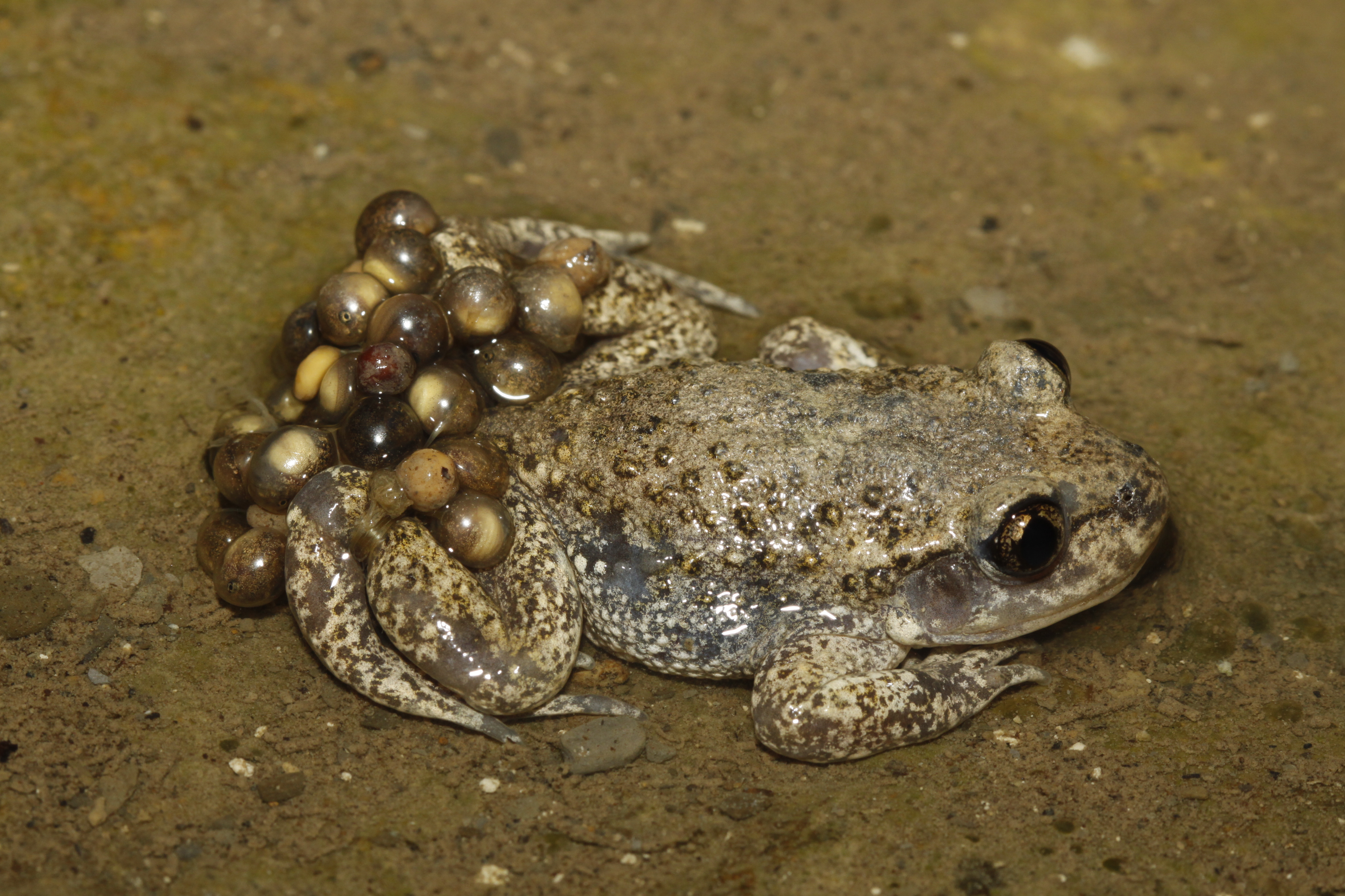 https://cdnfiles1.biolovision.net/www.nature79.org/userfiles/alyteoeufsFDore.jpg