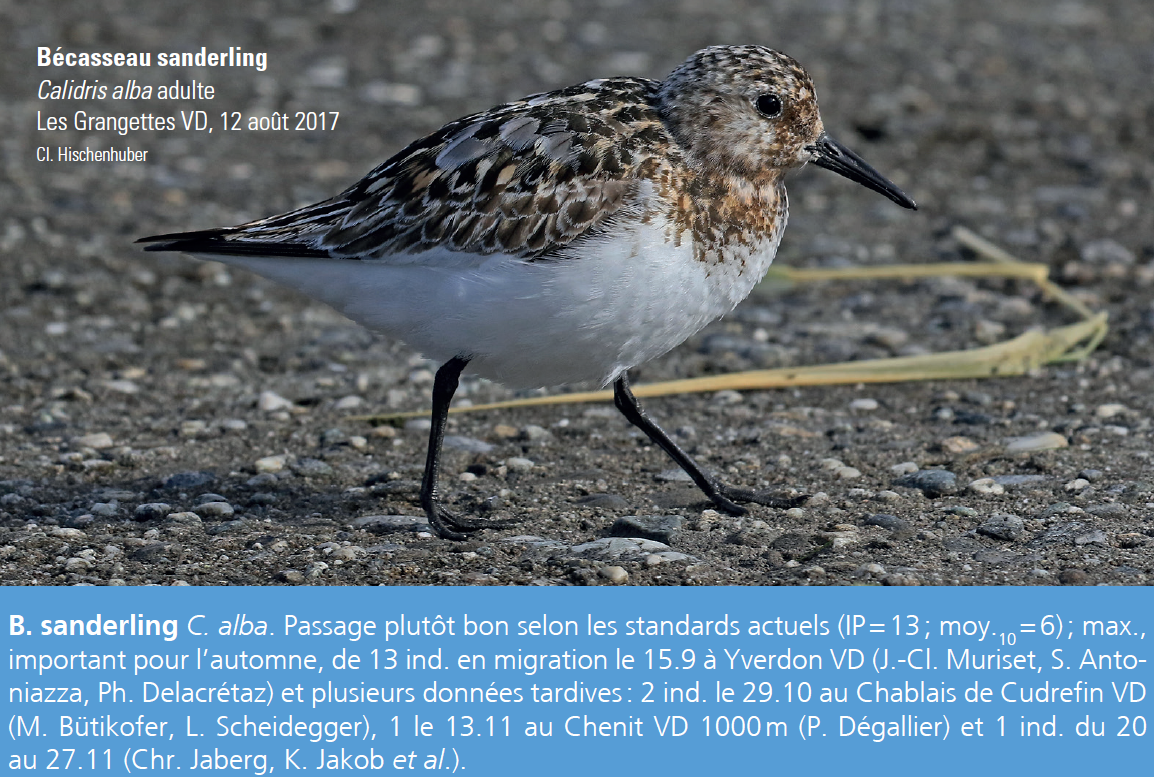https://cdnfiles1.biolovision.net/www.nosoiseaux.ch/userfiles/COR/sanderlingAH2017-2018.PNG