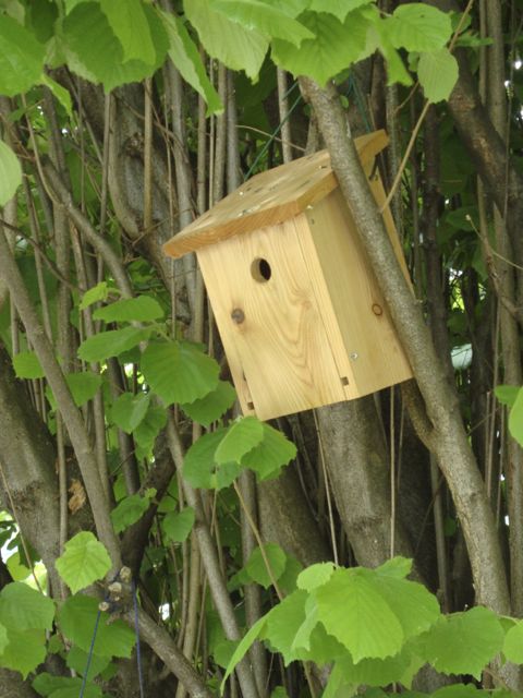 https://cdnfiles1.biolovision.net/www.nosoiseaux.ch/userfiles/jardins/DSC01760.jpg