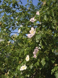 https://cdnfiles1.biolovision.net/www.nosoiseaux.ch/userfiles/jardins/DSC02305.jpg