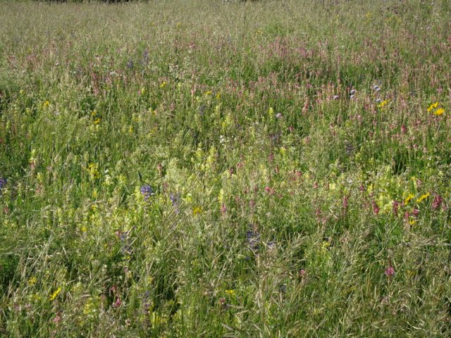 https://cdnfiles1.biolovision.net/www.nosoiseaux.ch/userfiles/jardins/DSC02327.jpg