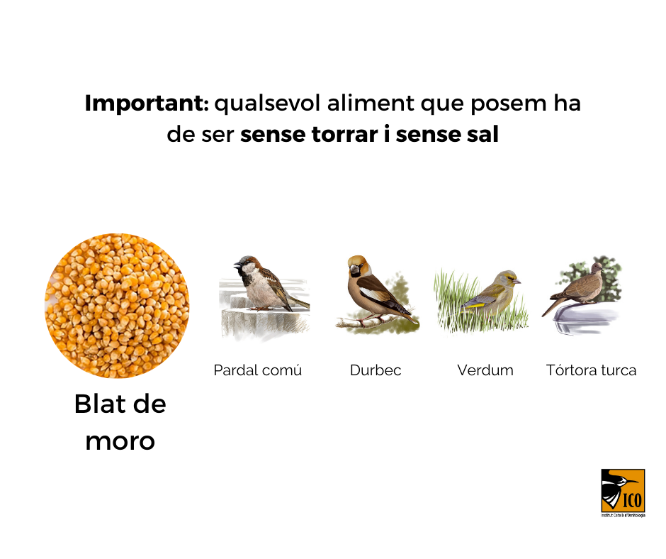https://cdnfiles1.biolovision.net/www.ocellsdelsjardins.cat/userfiles/2aliment.png