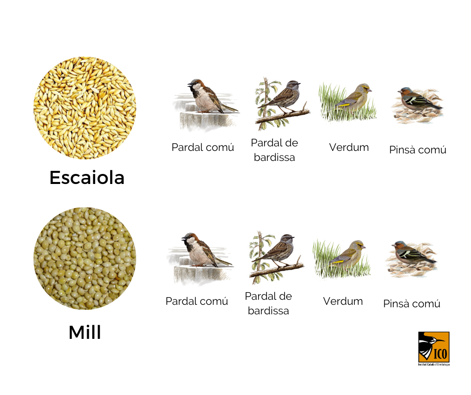 https://cdnfiles1.biolovision.net/www.ocellsdelsjardins.cat/userfiles/3aliment.png