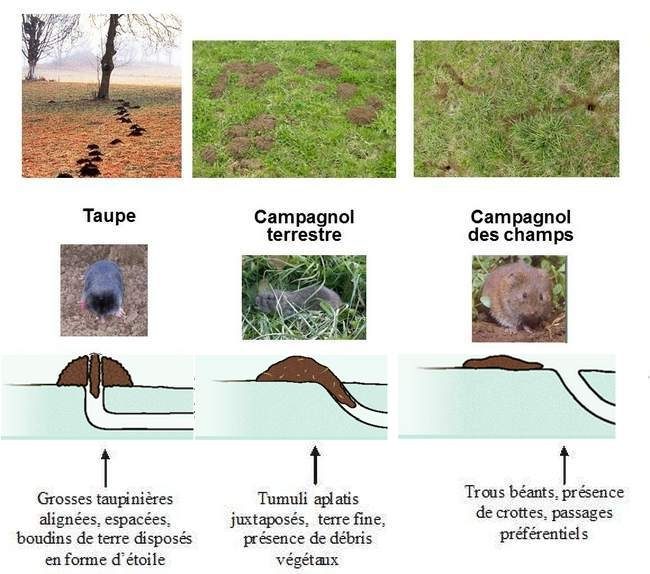 Taupe Ou Campagnol Terrestre Www Oiseaux Cote Dor Org