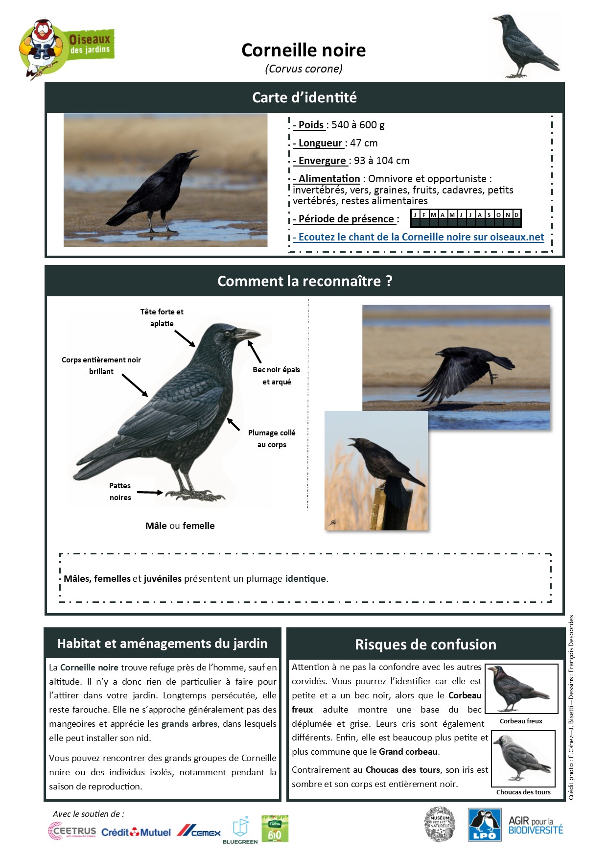 Fiche Oiseaux Des Jardins Pdf
