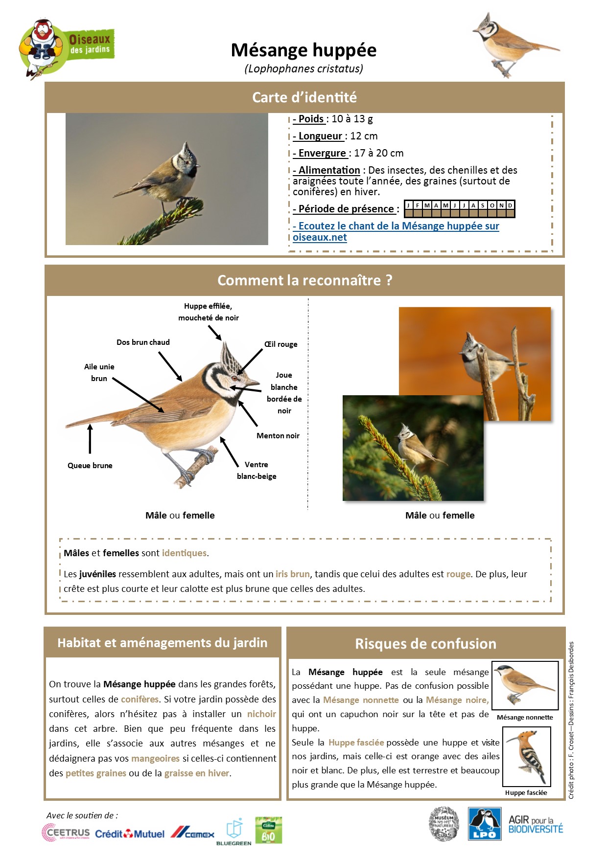https://cdnfiles1.biolovision.net/www.oiseauxdesjardins.fr/userfiles/Fichesespces/FicheespceMHv2.jpg