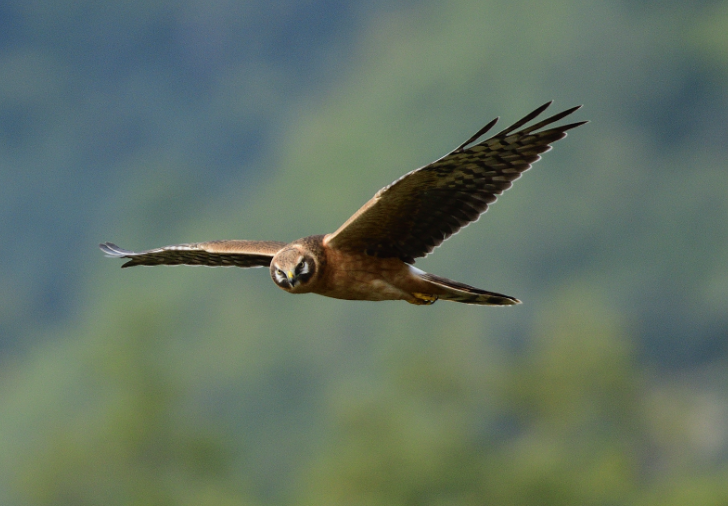 https://cdnfiles1.biolovision.net/www.ornitho.cat/userfiles/Noticies/ID/macrourusDavidUsero3.PNG