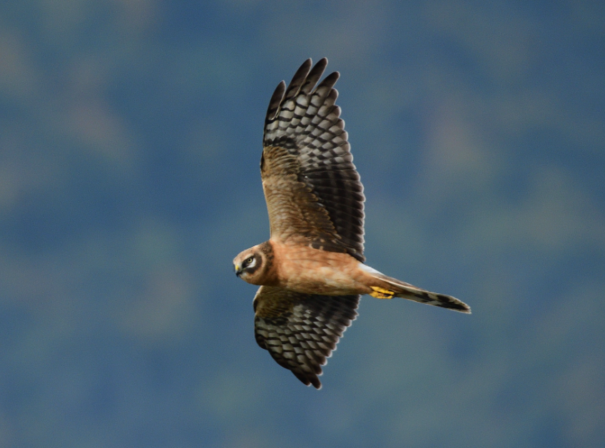 https://cdnfiles1.biolovision.net/www.ornitho.cat/userfiles/Noticies/ID/macrourusDavidUsero4.PNG
