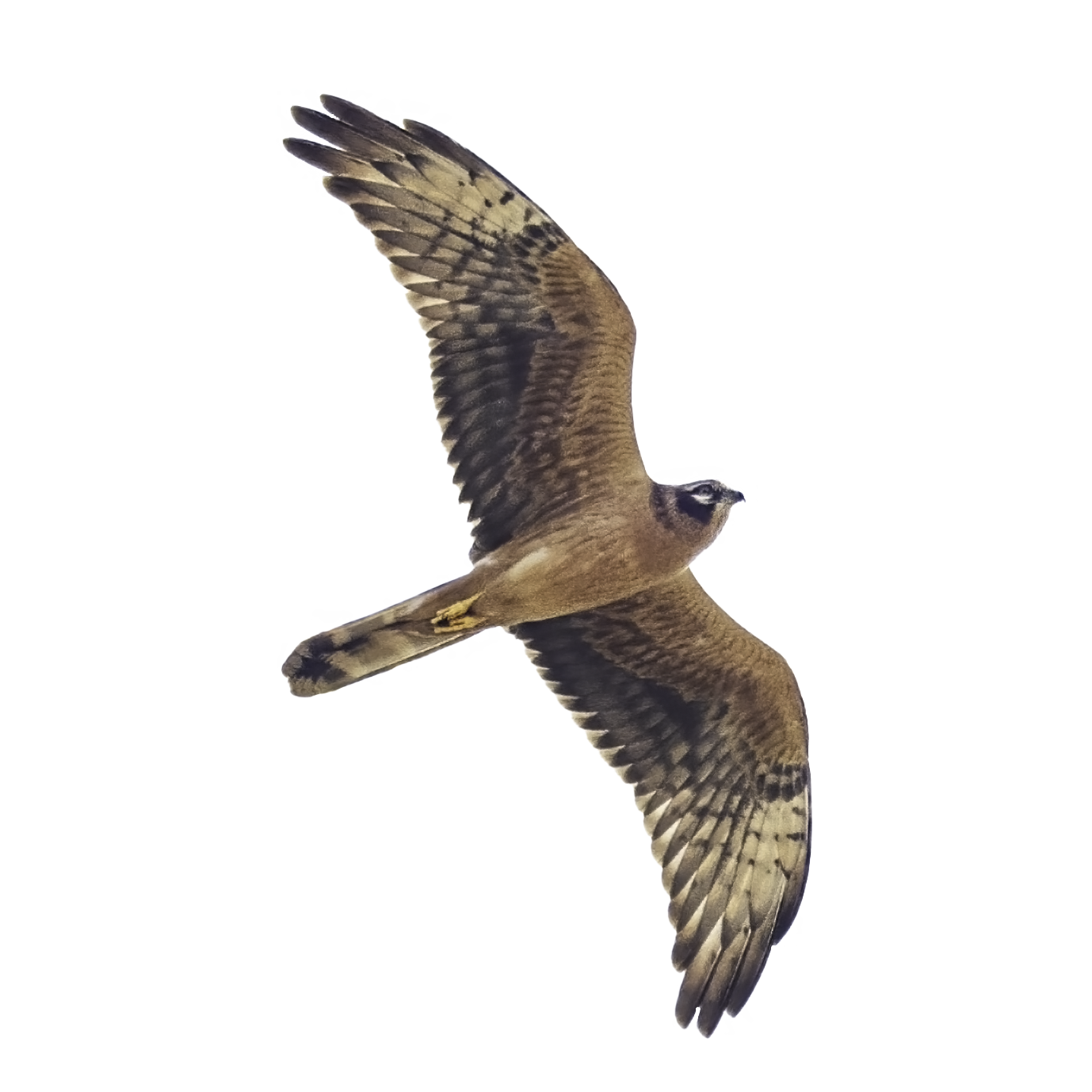 https://cdnfiles1.biolovision.net/www.ornitho.cat/userfiles/Noticies/ID/pygargusJaviElorriaga.png