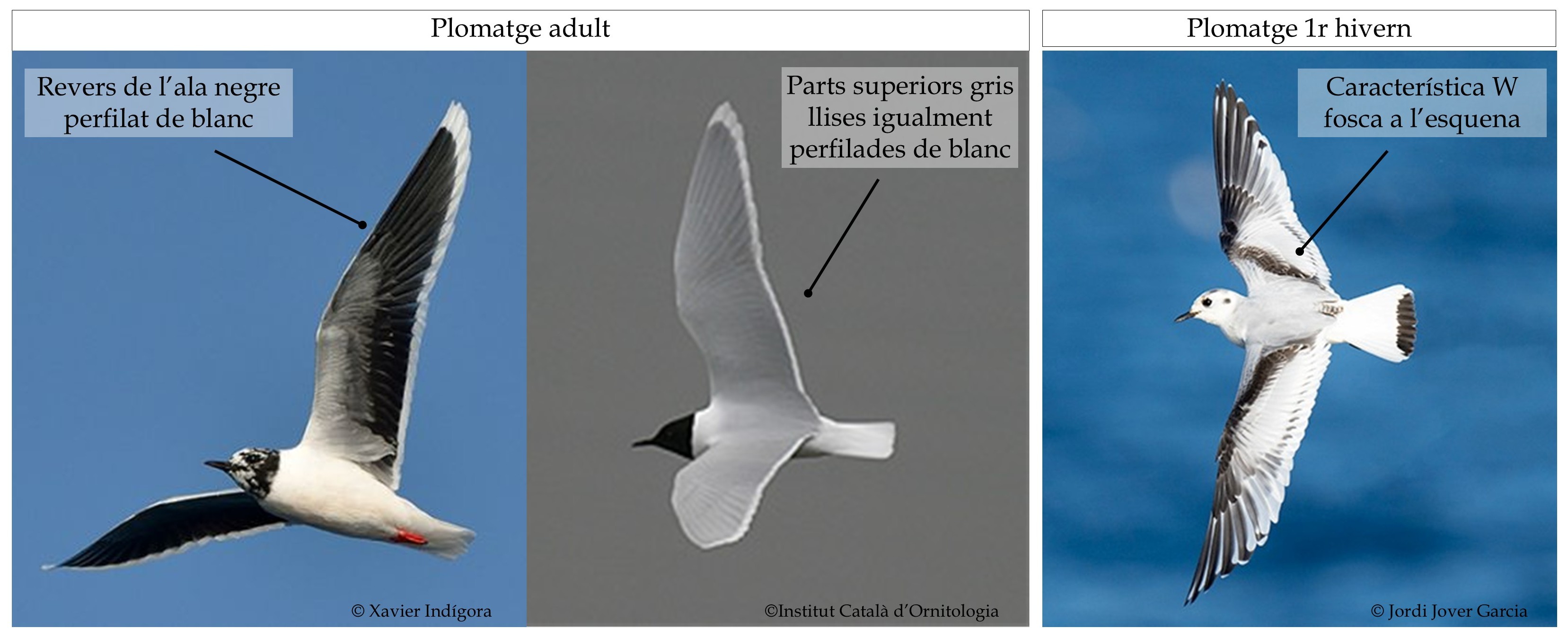 https://cdnfiles1.biolovision.net/www.ornitho.cat/userfiles/Noticies/Minutus/Plomatgesminutus.JPG
