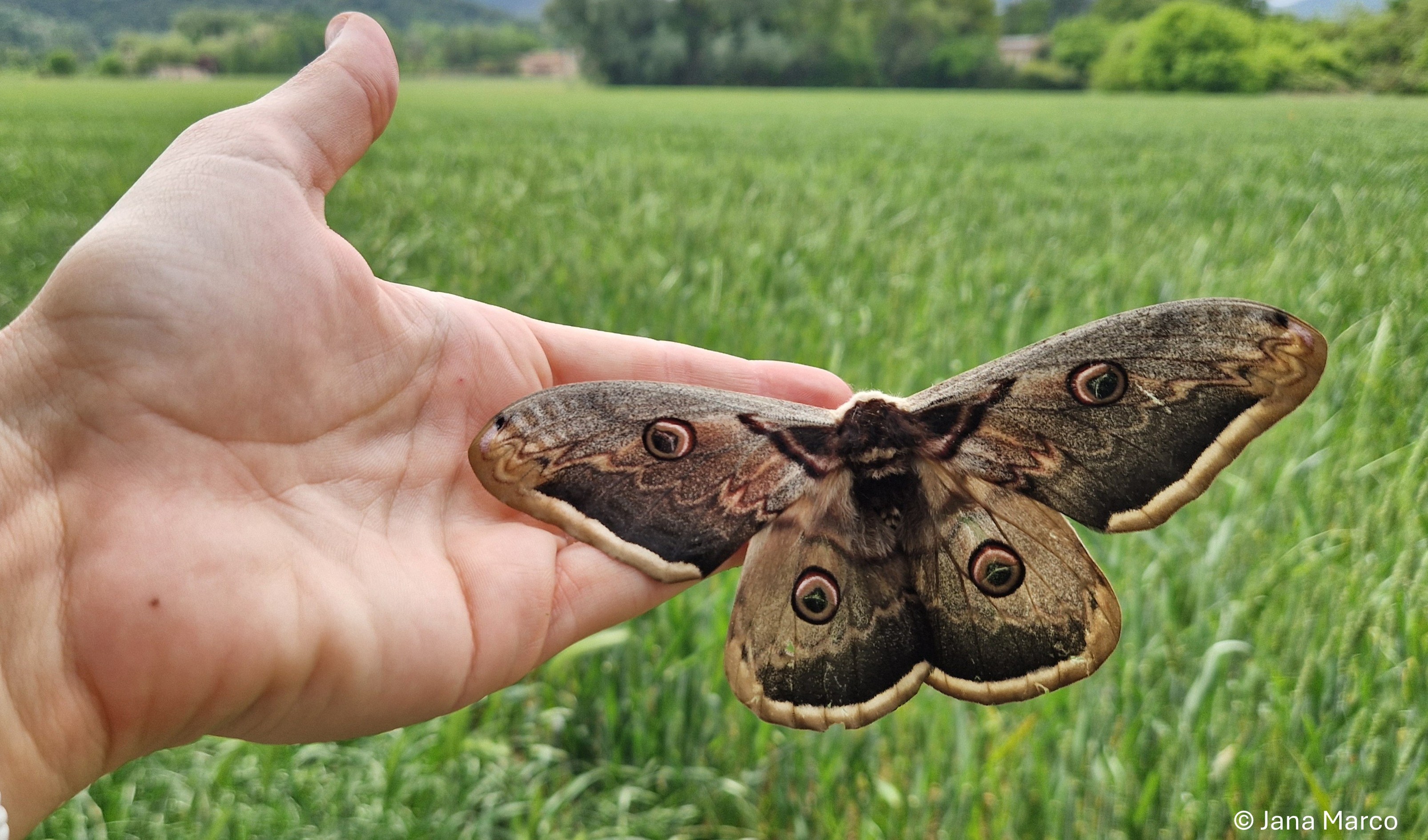 https://cdnfiles1.biolovision.net/www.ornitho.cat/userfiles/Noticies/Saturniapyri/Diapositiva1.JPG