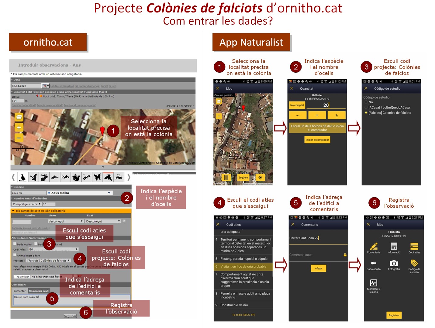 https://cdnfiles1.biolovision.net/www.ornitho.cat/userfiles/Noticies/instruccionsfalciots.jpg