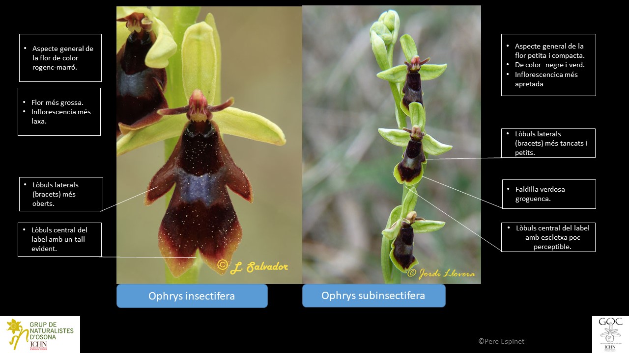 https://cdnfiles1.biolovision.net/www.ornitho.cat/userfiles/Orquis/Insectifera-Subinsectifera.jpg