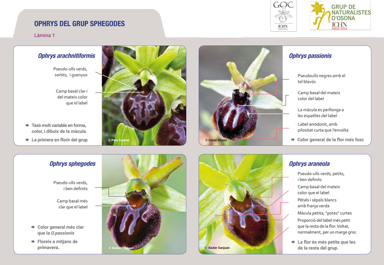 https://cdnfiles1.biolovision.net/www.ornitho.cat/userfiles/Orquis/lamina1.jpg