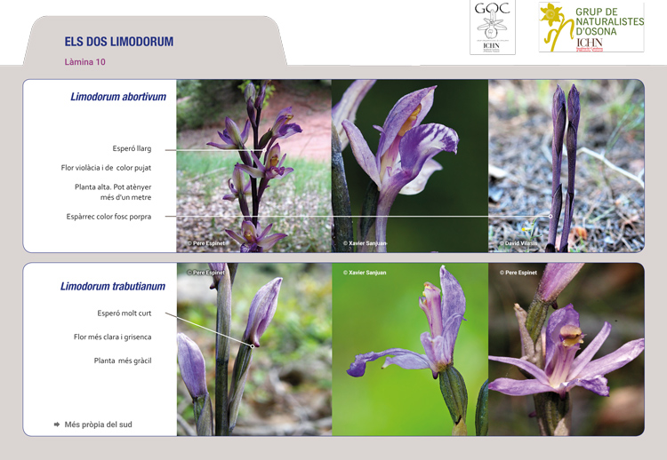 https://cdnfiles1.biolovision.net/www.ornitho.cat/userfiles/Orquis/lamina10.jpg