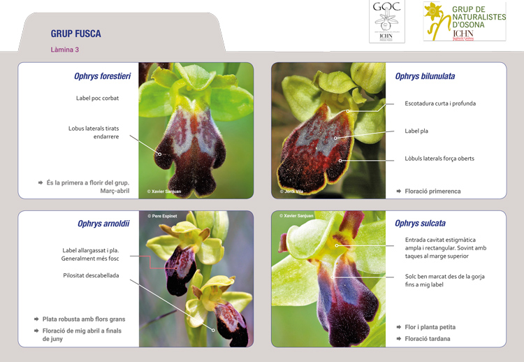 https://cdnfiles1.biolovision.net/www.ornitho.cat/userfiles/Orquis/lamina3.jpg