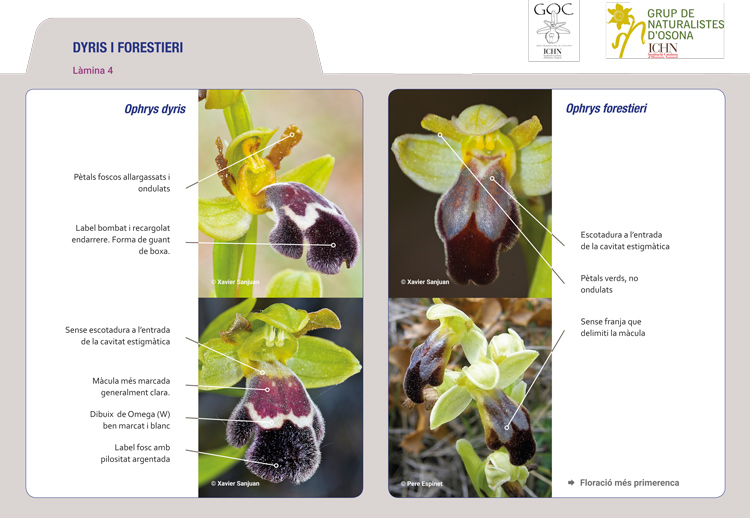 https://cdnfiles1.biolovision.net/www.ornitho.cat/userfiles/Orquis/lamina4.jpg