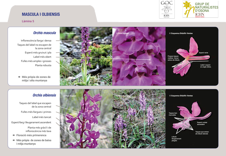 https://cdnfiles1.biolovision.net/www.ornitho.cat/userfiles/Orquis/lamina5.jpg