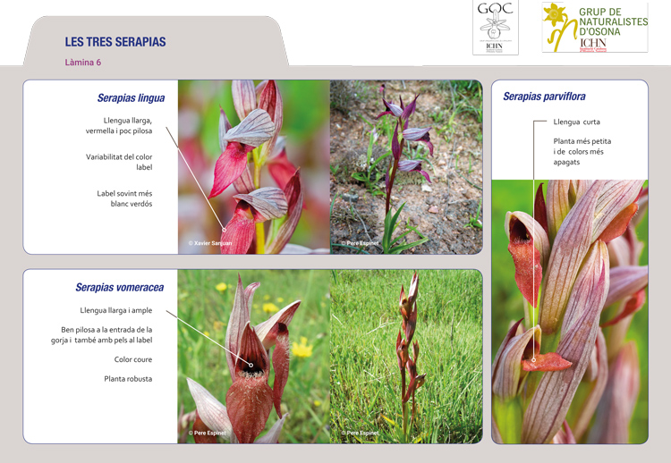 https://cdnfiles1.biolovision.net/www.ornitho.cat/userfiles/Orquis/lamina6.jpg