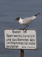 https://cdnfiles1.biolovision.net/www.ornitho.de/userfiles/LachmoeweRMartin.jpg