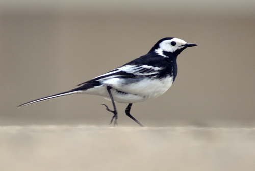 https://cdnfiles1.biolovision.net/www.ornitho.de/userfiles/infoblaetter/Anleitungen/Bachstelzen/Trauerbachstelze-SPfefferli.jpg