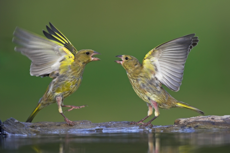 https://cdnfiles1.biolovision.net/www.ornitho.de/userfiles/infoblaetter/Anleitungen/GruenfinkMSchaef.jpg
