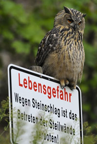 https://cdnfiles1.biolovision.net/www.ornitho.de/userfiles/infoblaetter/Anleitungen/UhuRKistowski.jpg