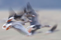 https://cdnfiles1.biolovision.net/www.ornitho.de/userfiles/infoblaetter/Anleitungen/Vogelmonitoring/GaenseSchwaene/Blessgaense-Niederrhein-Wischer-HGlader.jpg