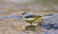 https://cdnfiles1.biolovision.net/www.ornitho.de/userfiles/infoblaetter/Anleitungen/Vogelmonitoring/WVZ/Gebirgsstelze-AHeiland.jpg
