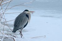 https://cdnfiles1.biolovision.net/www.ornitho.de/userfiles/infoblaetter/Anleitungen/Vogelmonitoring/WVZ/Graureiher-KGauger.jpg